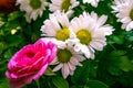 Daisies with Wichura's rose below Royalty Free Stock Photo