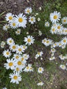 Daisies wild field blossom flowers botany flora portrait Royalty Free Stock Photo