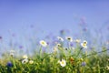 Daisies and wild flowers on grassy meadow at sunset