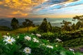 Daisies and wild flowers with Mountains in background