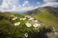 Daisies and wild flowers Royalty Free Stock Photo