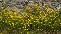 Daisies wild flowers yellow color field, background Royalty Free Stock Photo