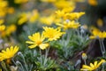 Daisies wild flowers yellow color field, background Royalty Free Stock Photo