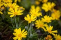 Daisies wild flowers yellow color field, background Royalty Free Stock Photo