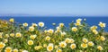 Daisies wild flowers yellow white color field, background Royalty Free Stock Photo