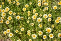 Daisies wild flowers yellow white color field, background Royalty Free Stock Photo