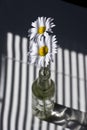 Daisies by a Window with Blinds