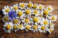 Daisies on a wooden table top with one purple flower Royalty Free Stock Photo