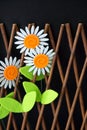 Daisies In The Wooden Fence Royalty Free Stock Photo