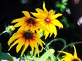 Close-up (macro) of Rudbeckia, (chamomile) a yellow-orange flower in sunlight. On a black background. Royalty Free Stock Photo