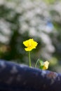 Daisy abstract background Royalty Free Stock Photo