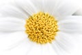 Daisy abstract background Royalty Free Stock Photo