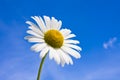 Daisy against a blue sky