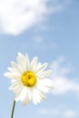 Daisy against blue sky background Royalty Free Stock Photo