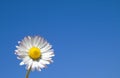 A daisy against a blue sky Royalty Free Stock Photo