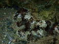 Daisy anemone (Cereus pedunculatus) close-up undersea, Aegean Sea Royalty Free Stock Photo