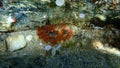 Daisy anemone or glass anemone (Cereus pedunculatus) undersea, Aegean Sea