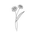 Daisy April Birth Month Flower Illustration