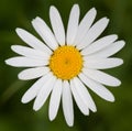 Ox-eye daisy in front of green grass
