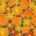 Daisy and Aster summer flowers seamless vector pattern. Bright red orange yellow flowers on blue background Royalty Free Stock Photo