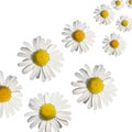 Daisy background