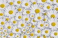 Daisy background Royalty Free Stock Photo