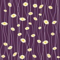 Daisy Background Royalty Free Stock Photo