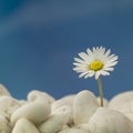 Daisy on the beach