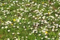 Daisy. Beautiful white field of daisies flowers in garden. Spring and summer flowers background and beautiful natural environment. Royalty Free Stock Photo