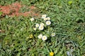 Daisy. Beautiful white field of daisies flowers in garden. Spring and summer flowers background and beautiful natural environment. Royalty Free Stock Photo