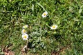 Daisy. Beautiful white field of daisies flowers in garden. Spring and summer flowers background and beautiful natural environment. Royalty Free Stock Photo