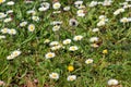 Daisy. Beautiful white field of daisies flowers in garden. Spring and summer flowers background and beautiful natural environment. Royalty Free Stock Photo