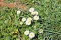 Daisy. Beautiful white field of daisies flowers in garden. Spring and summer flowers background and beautiful natural environment. Royalty Free Stock Photo