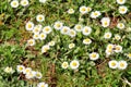 Daisy. Beautiful white field of daisies flowers in garden. Spring and summer flowers background and beautiful natural environment. Royalty Free Stock Photo