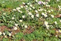 Daisy. Beautiful white field of daisies flowers in garden. Spring and summer flowers background and beautiful natural environment. Royalty Free Stock Photo