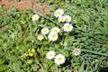 Daisy. Beautiful white field of daisies flowers in garden. Spring and summer flowers background and beautiful natural environment. Royalty Free Stock Photo