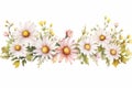 Daisy beauty background background design art plant nature blossom floral white flowers spring summer Royalty Free Stock Photo