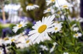 Single focused daisy in a garden