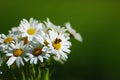 Daisy with bee