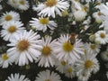 Daisy bee flowers Royalty Free Stock Photo