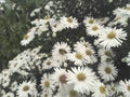 Daisy bee flowers