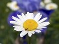 Daisy with Bee-like Fly (syrphid fly)