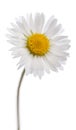 Daisy - Bellis perennis Royalty Free Stock Photo