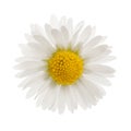 Daisy - Bellis perennis Royalty Free Stock Photo