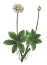 Daisy or Bellis perennis antique botanical engraving