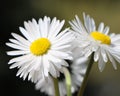 Daisy (Bellis perennis) Royalty Free Stock Photo