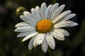 Daisy (Bellis perennis) (Generative AI)