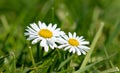 Daisy Bellis perennis