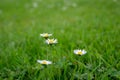 Daisy or bellis perennis white flowers with yellow center Royalty Free Stock Photo