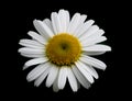 Daisy on Black Background